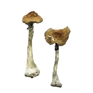 A+ Mushrooms
