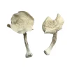 Albino Louisiana Mushroom