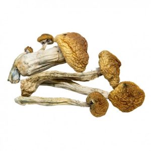 Magic Mushroom