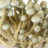 Buy Albino A+ Spore Syringe Albino