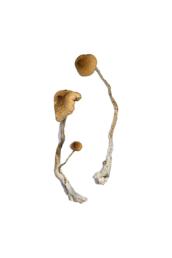 Syzygy Mushrooms